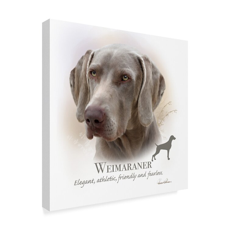 Shades of gray store weimaraners